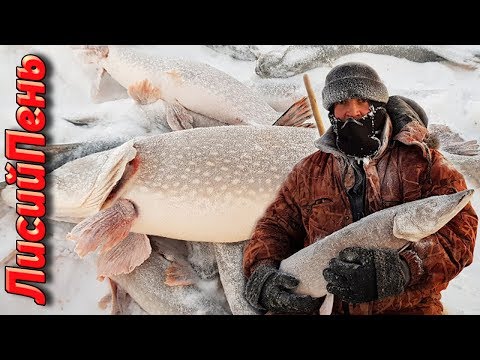 Видео: Проверка ловушек ГИГАНТСКИЕ ЩУКИ -36(ПРОМЫСЕЛ)