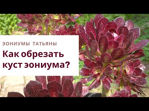 Видео: Как обрезать куст эониума? Уход в домашних условиях