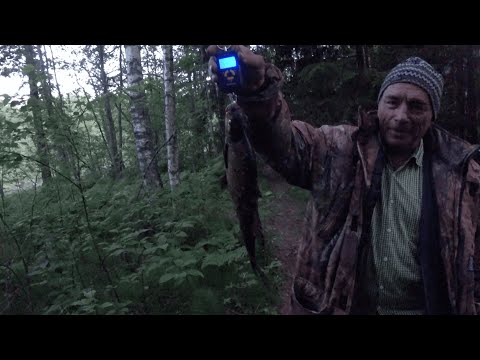 Видео: Встретили медведя на рыбалке. Река Луга.