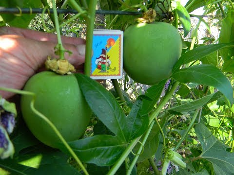 Видео: Маракуйя,  в Черновицкой области.