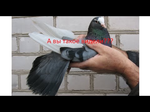 Видео: Уникальные истории о полёте моих голубей.