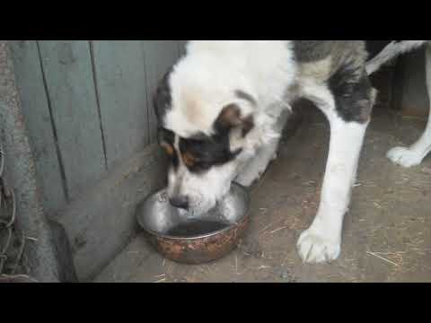 Видео: Бугай Алабай. Едим с аппетитом  Летний рацион питания для собак