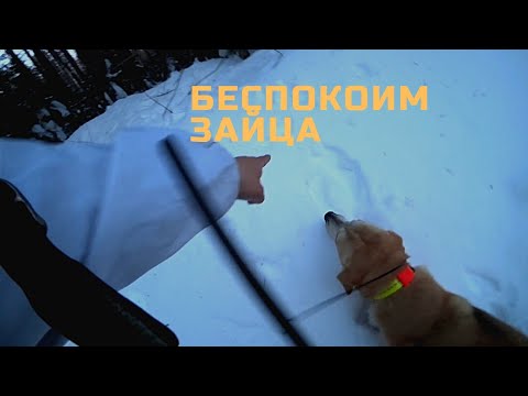 Видео: Охота с гончей по глубокому снегу