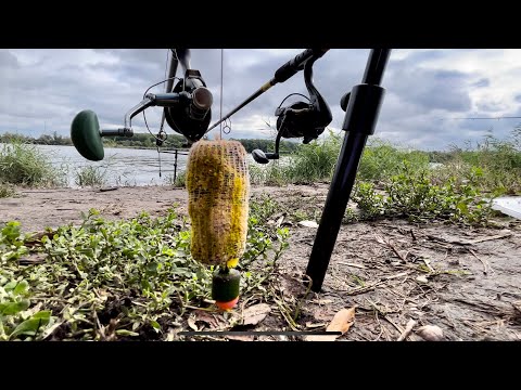 Видео: Ловля карпа на ФЛЭТ ФИДЕР как не надо ловить! Рыбалка осенью.