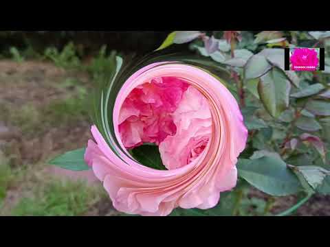 Видео: НОВЫЕ РОЗЫ из питомника "ТАМАРА РОЗЫ"