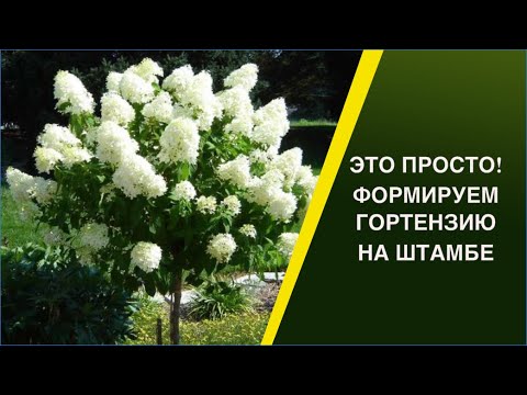 Видео: КАК ВЫРАСТИТЬ ГОРТЕНЗИЮ НА ШТАМБЕ!