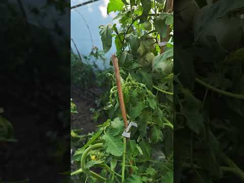 Видео: Градината ми.