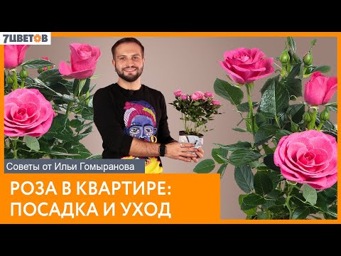 Видео: Роза в квартире: посадка и уход | Советы от Ильи Гомыранова