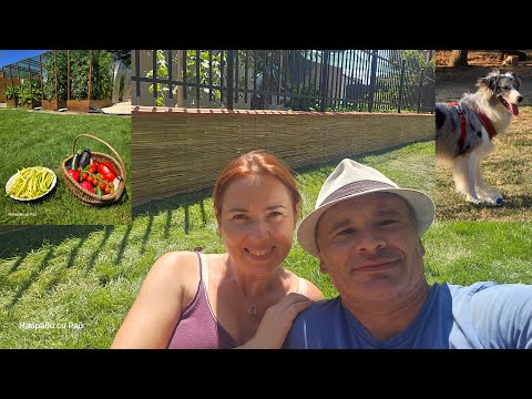 Видео: 23. Нова стена с бамбук и зеленчуци в разцвет!!!