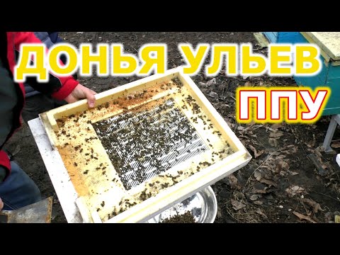 Видео: Чистка доньев в ульях ППУ