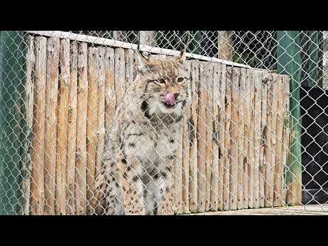 Видео: У всех обед в зоопарке.