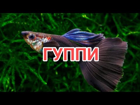 Видео: ГУППИ. СЕКРЕТЫ СОДЕРЖАНИЯ И УХОДА.