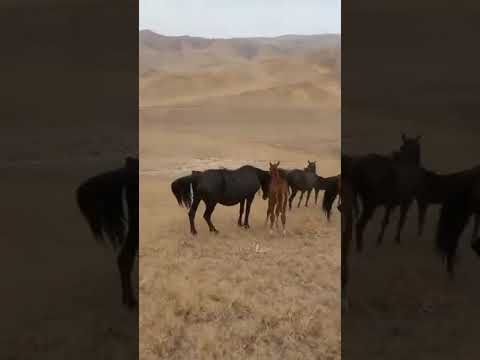 Видео: Жадинин кулундарын болобуз