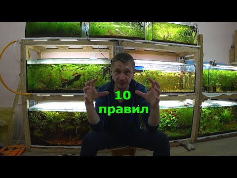 Видео: 10 правил для 100% разведения рыбок