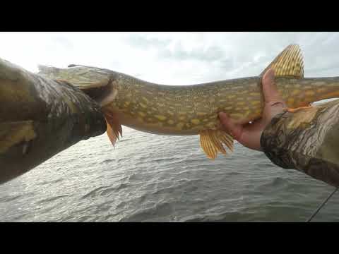 Видео: Ловля щуки на джерки . Финский залив . Мелководье.