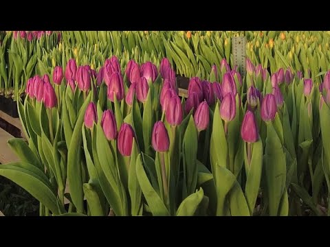 Видео: Тюльпаны 1 марта. Часть 2