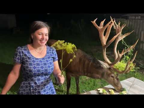 Видео: Олень Борис знає,що потрібно жінці. Олень Борис приніс букет кропу #irysik3076 #deer #animals #олень