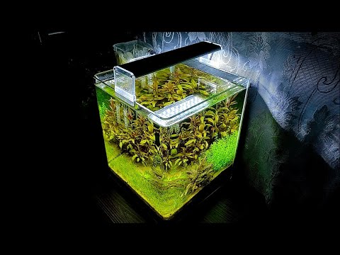 Видео: Аквариум #Dennerle_20L с формозами. Два месяца после запуска.