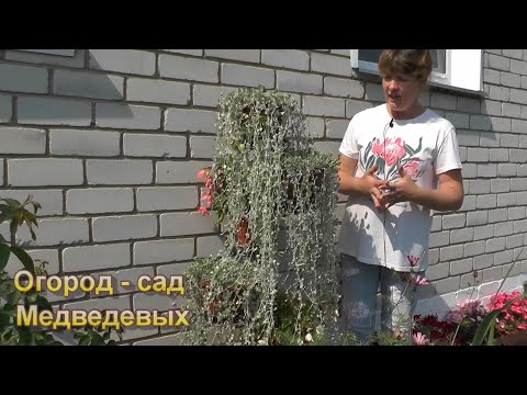 Видео: Изящный водопад дихондры: мой опыт выращивания из семян
