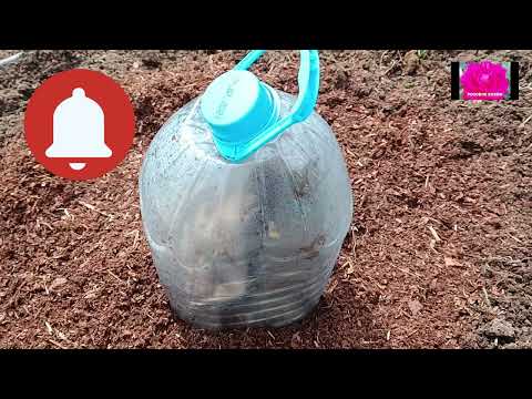 Видео: ПОСАДКА РОЗ. НАЧИНАЮЩИМ