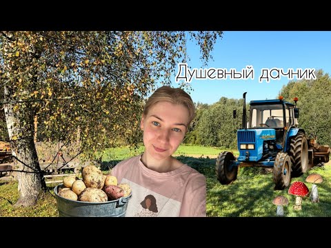 Видео: Привет, осень🍂 Утренняя зарядка! Выкопали картошку! Прогулка в осеннем лесу! #осень#дача#грибы#уют