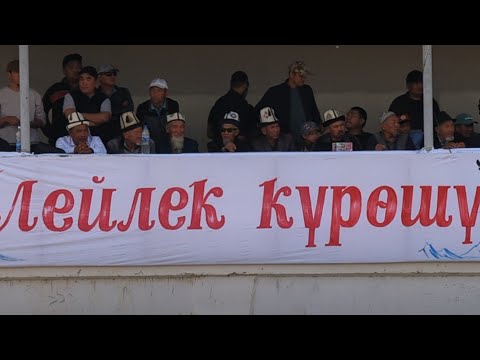 Видео: Лейлек күрөшү 2-бөлүм        Кулунду айылы  29.09.2024.