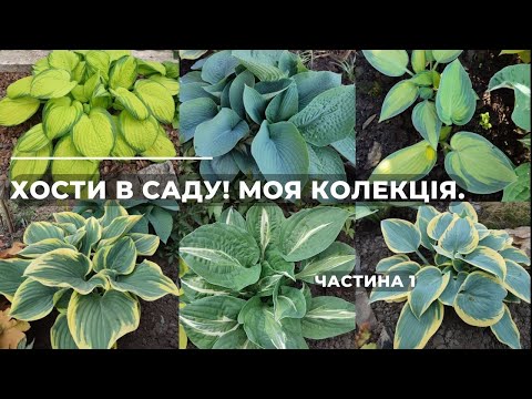 Видео: ХОСТИ в саду! МОЯ КОЛЕКЦІЯ - частина 1.