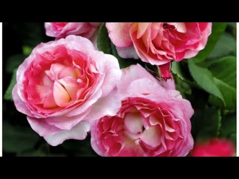 Видео: Саженцы для осенней посадки от Звягинцевых. Качеством довольна!