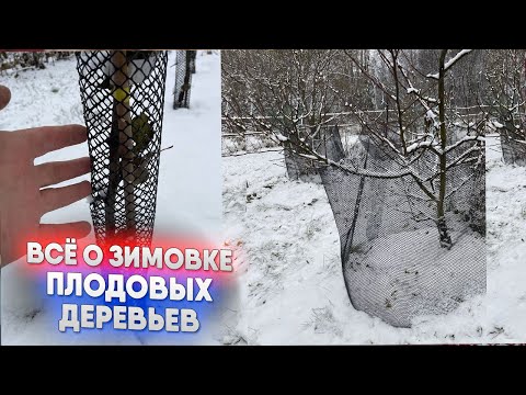 Видео: Всё о зимовке плодовых деревьев