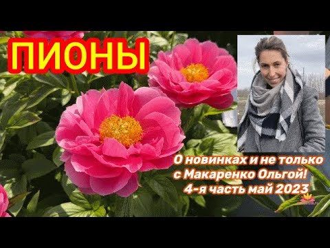 Видео: О новинках пионов и не только / Сад Ворошиловой