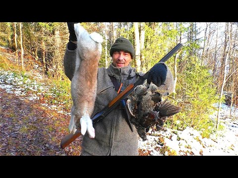 Видео: ЗАШЁЛ В ЛЕС НА 20 МИНУТ И УЖЕ НАСТРЕЛЯЛ КУЧУ ДИЧИ! ОХОТА НА ЗАЙЦА И РЯБЧИКА С ПОДХОДА / ПЕРВЫЙ СНЕГ.