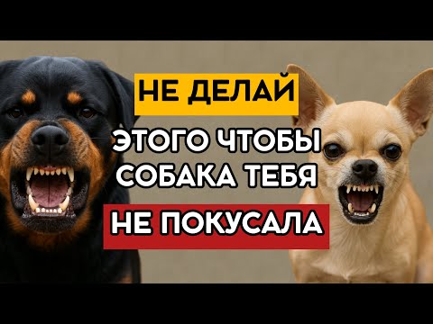 Видео: СОБАКА КУСАЕТСЯ? Как ЭТО ПРЕДОТВРАТИТЬ? ПОЧЕМУ ОНА ЭТО ДЕЛАЕТ? А ТЫ точно В БЕЗОПАСНОСТИ?