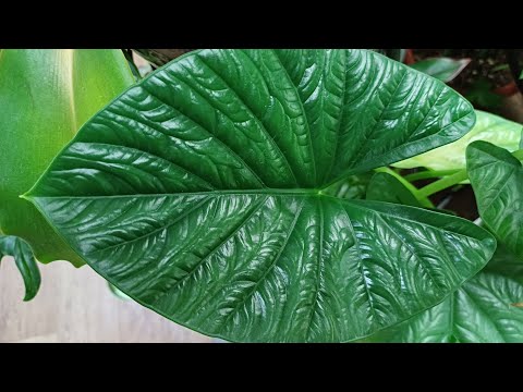 Видео: Прогулка продолжается/Обзор моих комнатных растений🍀🌿☘️❤️☀️/ Декабрь'24