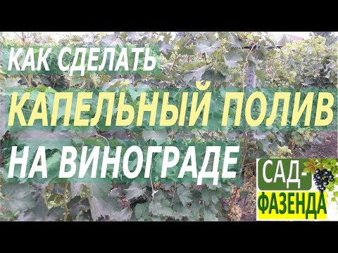 Видео: Виноград. Капельный полив винограда