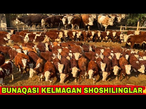 Видео: BUNAQA N1 BUQALARNI XARDOIM XAM KELMAYDI SHOSHILINGLAR👍👍👍😃6 октября 2025 г.