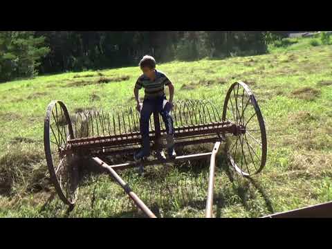 Видео: Уборка сена ,сгребаем конными граблями .