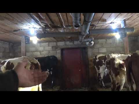 Видео: Опять новшества : таблички и вентиляция . Увеличиваем надои .