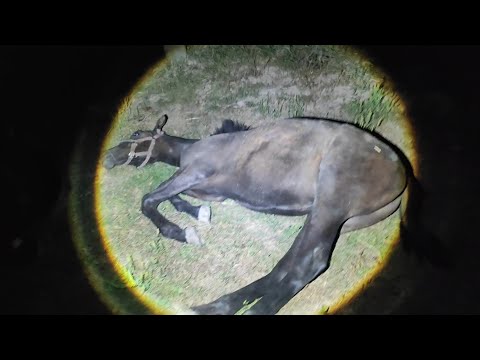 Видео: Колики у Жеребенка Лахиба. От Чего, и первая Помощь.