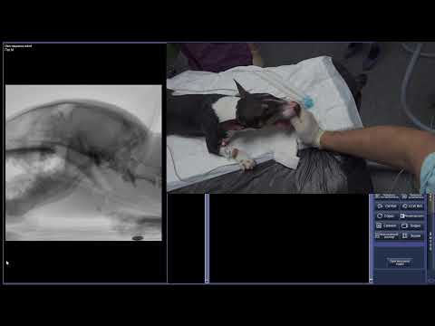 Видео: ларингоскопия  у собаки