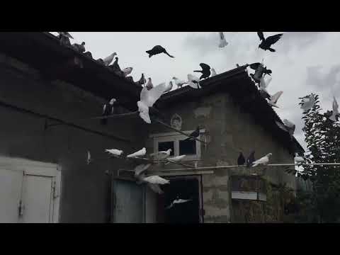 Видео: #Pigeons.Первым делом. 