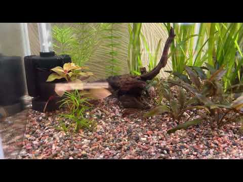 Видео: Обзор аквариума 20 литров 🌊