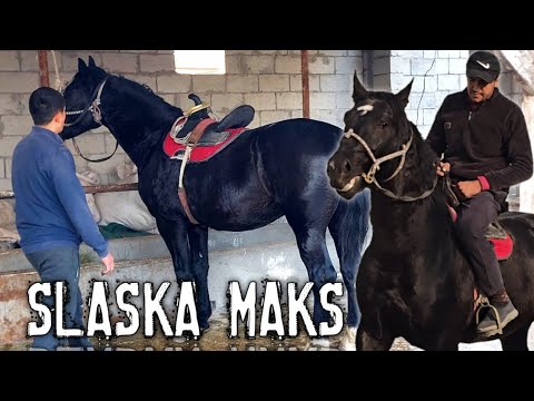 Видео: ПОЛШАДАН КЕЛГАН СЛАСКА ОТ СОТИЛАДИ... OTNI OT MAKS. #horse #конноеранчо #rek 