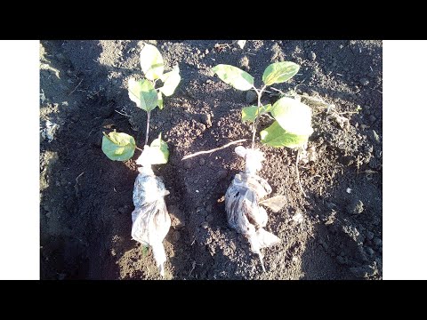 Видео: Результат Укоренения Яблонь воздушными отводками. Есть корни?