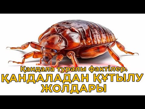 Видео: Қандала туралы фактілер. ҚАНДАЛАДАН ҚҰТЫЛУ ЖОЛДАРЫ! Дезинсекция / Уничтожение клопов / Алматы СЭС