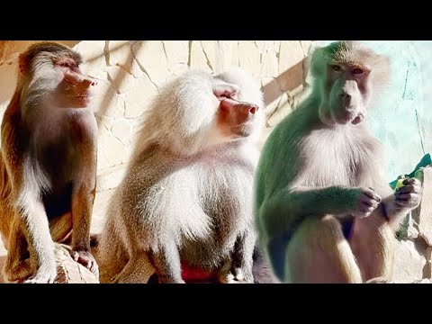 Видео: Люся - праздник в семье! Лидочек, не  злись! Цветущее настроение надо понять и простить! Феня и Веня