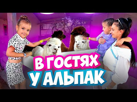Видео: В гостях у Альпак🤩