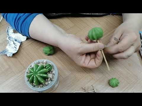 Видео: Лепка кактуса из полимерной глины