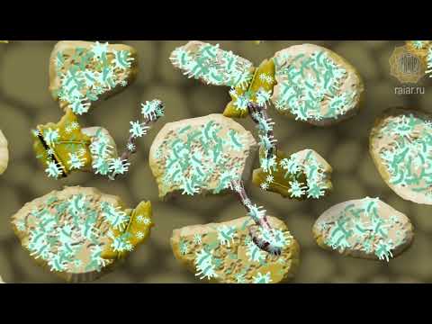 Видео: Кто создаёт структуру почвы. ППС 3/9  - или почему анаэробы вредны для растений