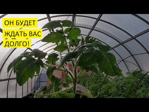 Видео: ТОЛСТОНОГИЙ томат Демидов - самый неприхотливый и "верный" томат! Он будет ждать долго!