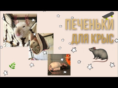 Видео: 🧸°Печенья для крыс°🐀🌿